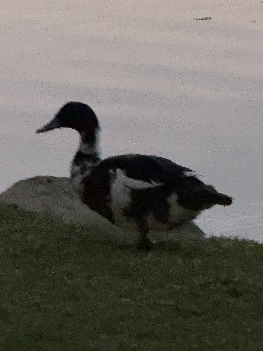 綠頭鴨(馴化) - ML645913666