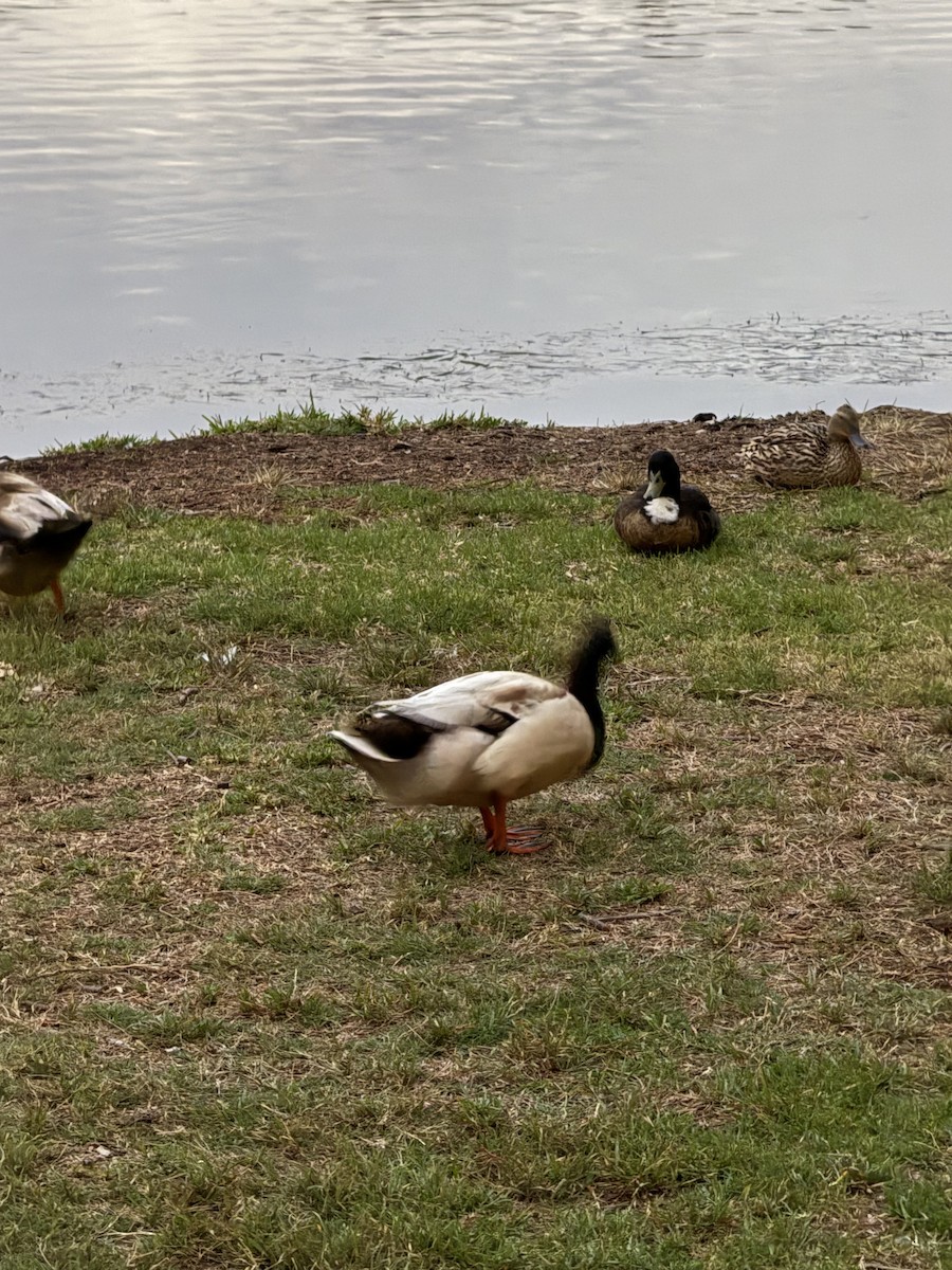 綠頭鴨(馴化) - ML645913667