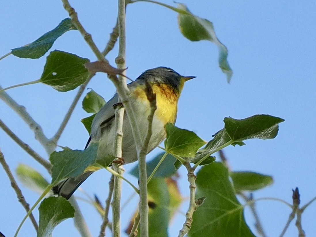 Northern Parula - ML645913668