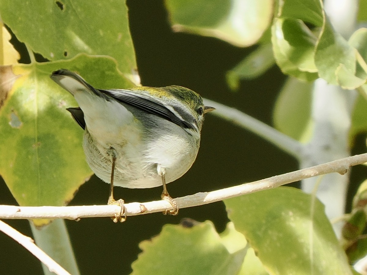 Northern Parula - ML645913669