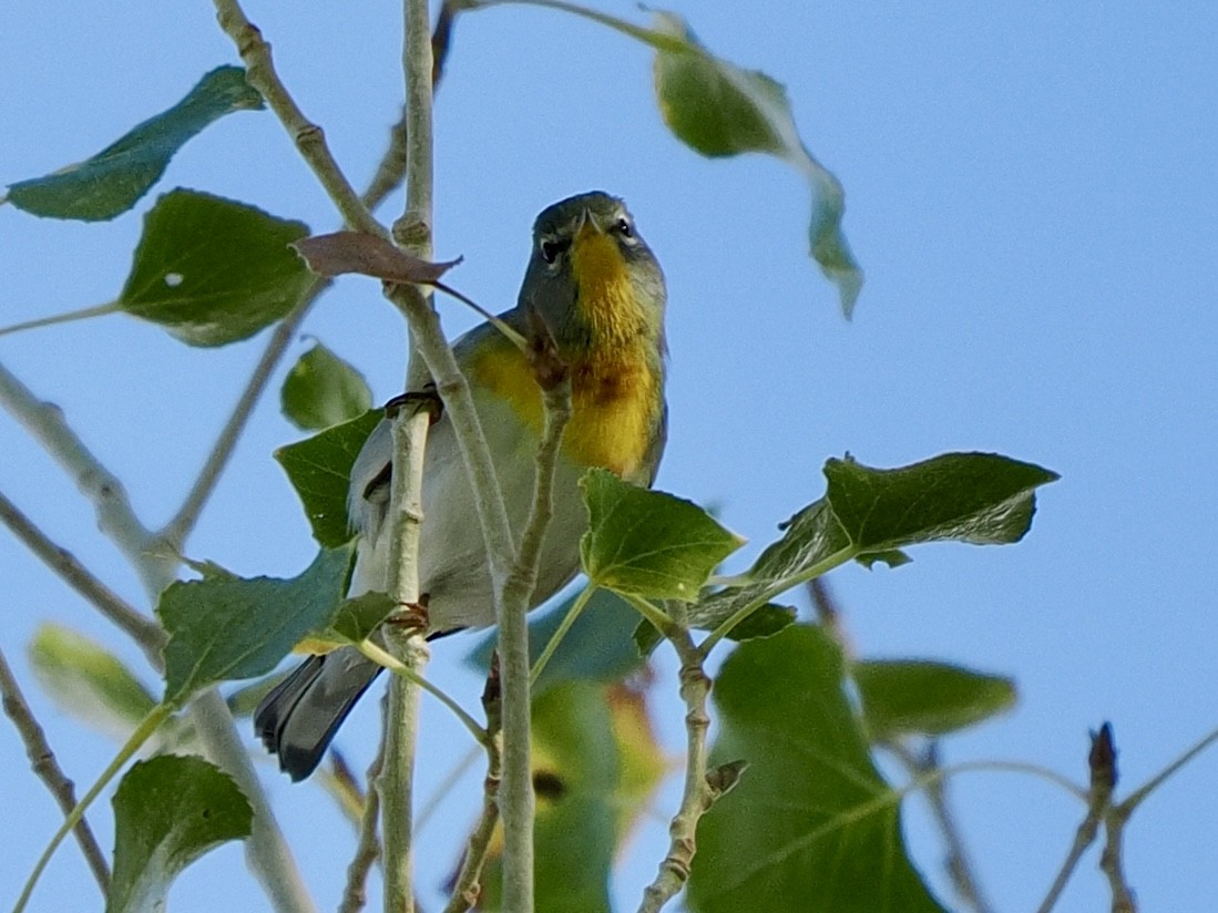 Northern Parula - ML645913670