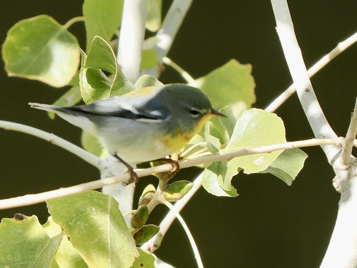 Northern Parula - ML645913672