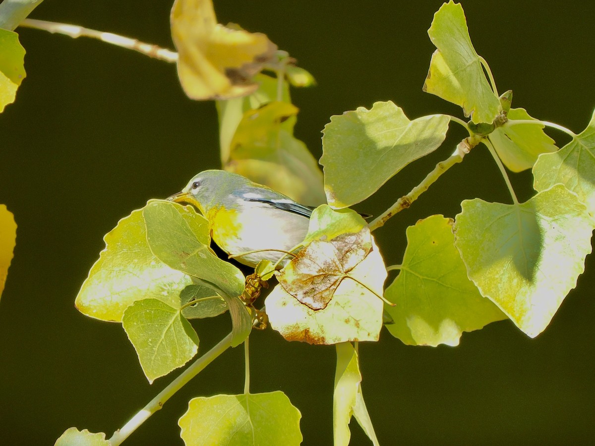 Northern Parula - ML645913673