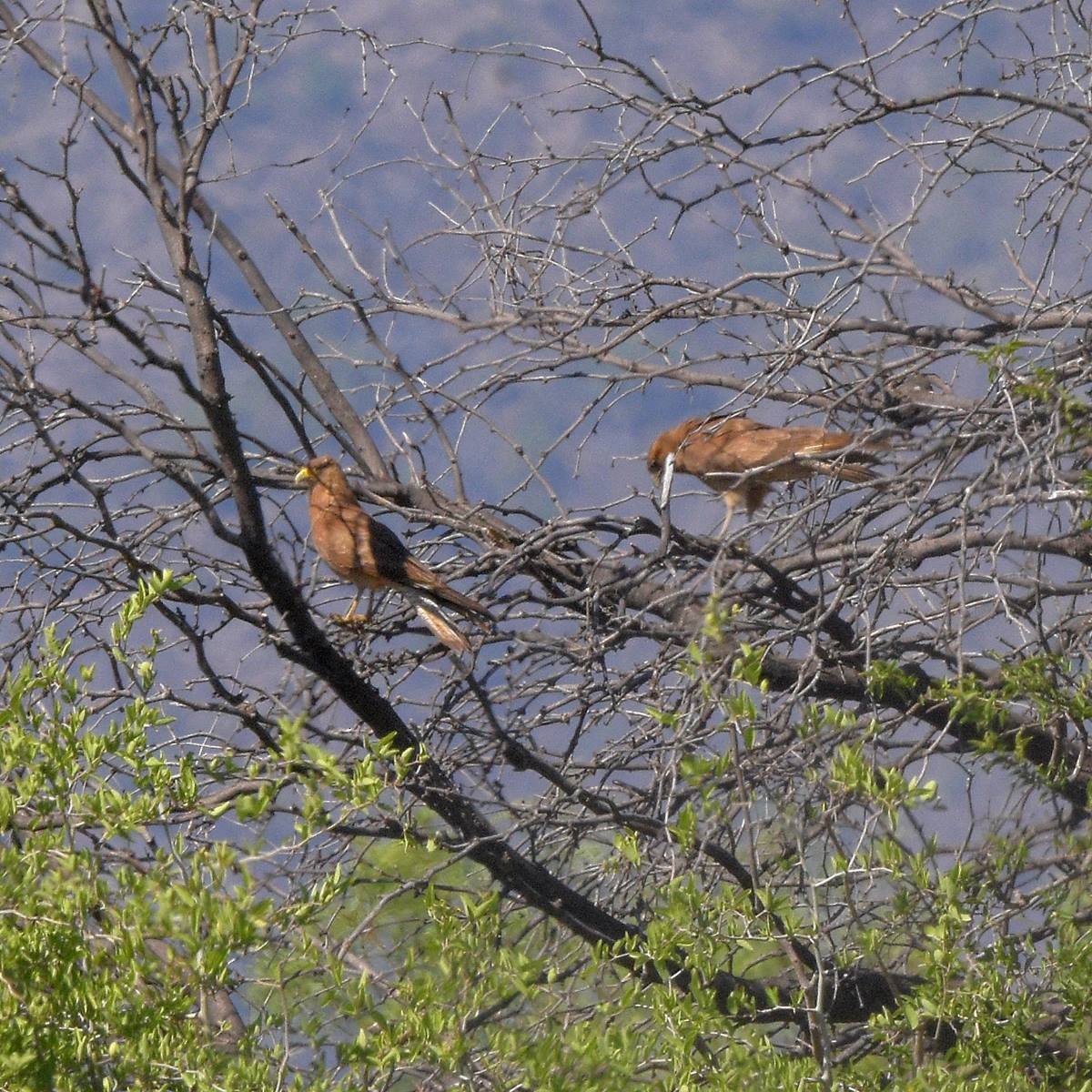 Chimango Caracara - ML645913674