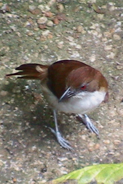 Great Antshrike - ML645913675