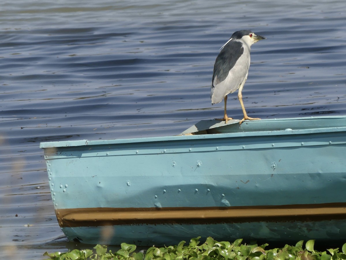 夜鷺 - ML645913679