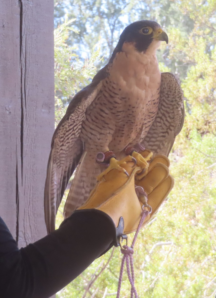 遊隼 - ML645913682