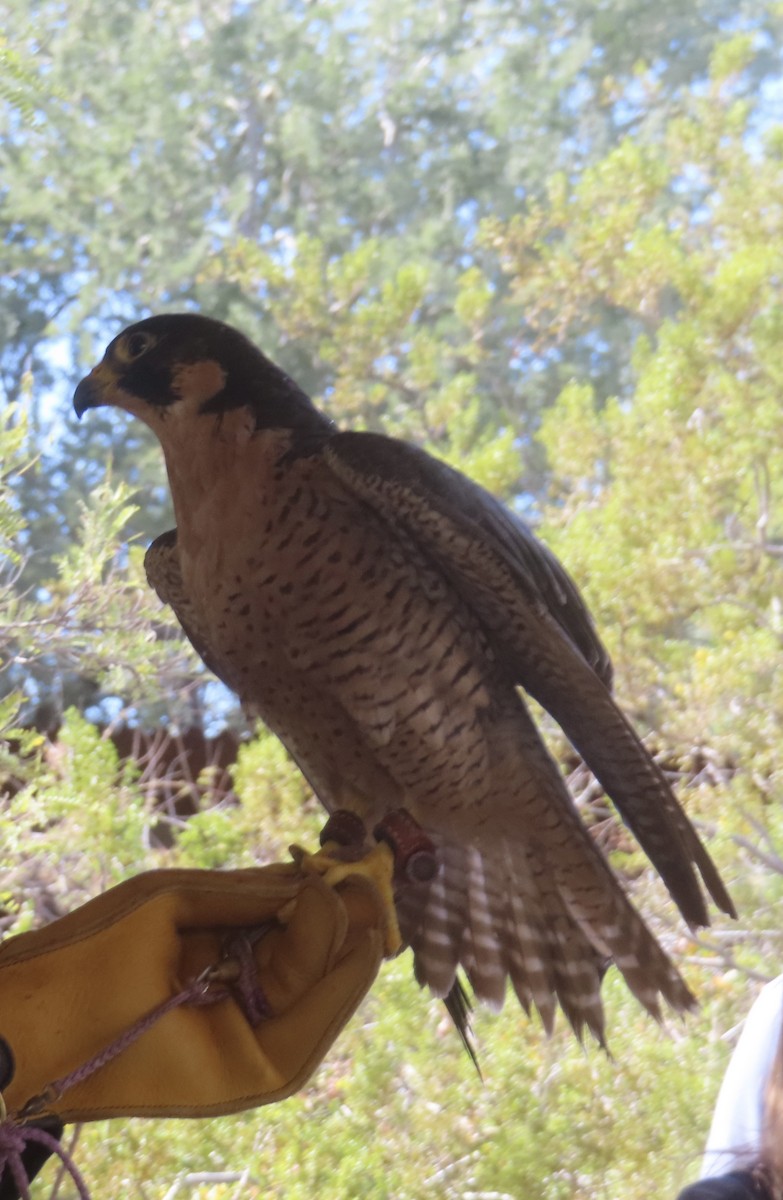 遊隼 - ML645913684