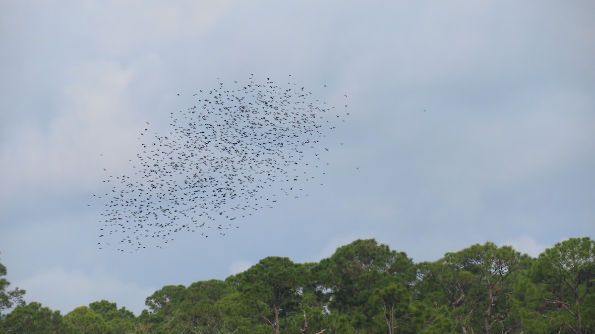 Common Grackle - ML645913685