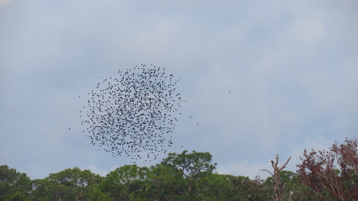 Common Grackle - ML645913686