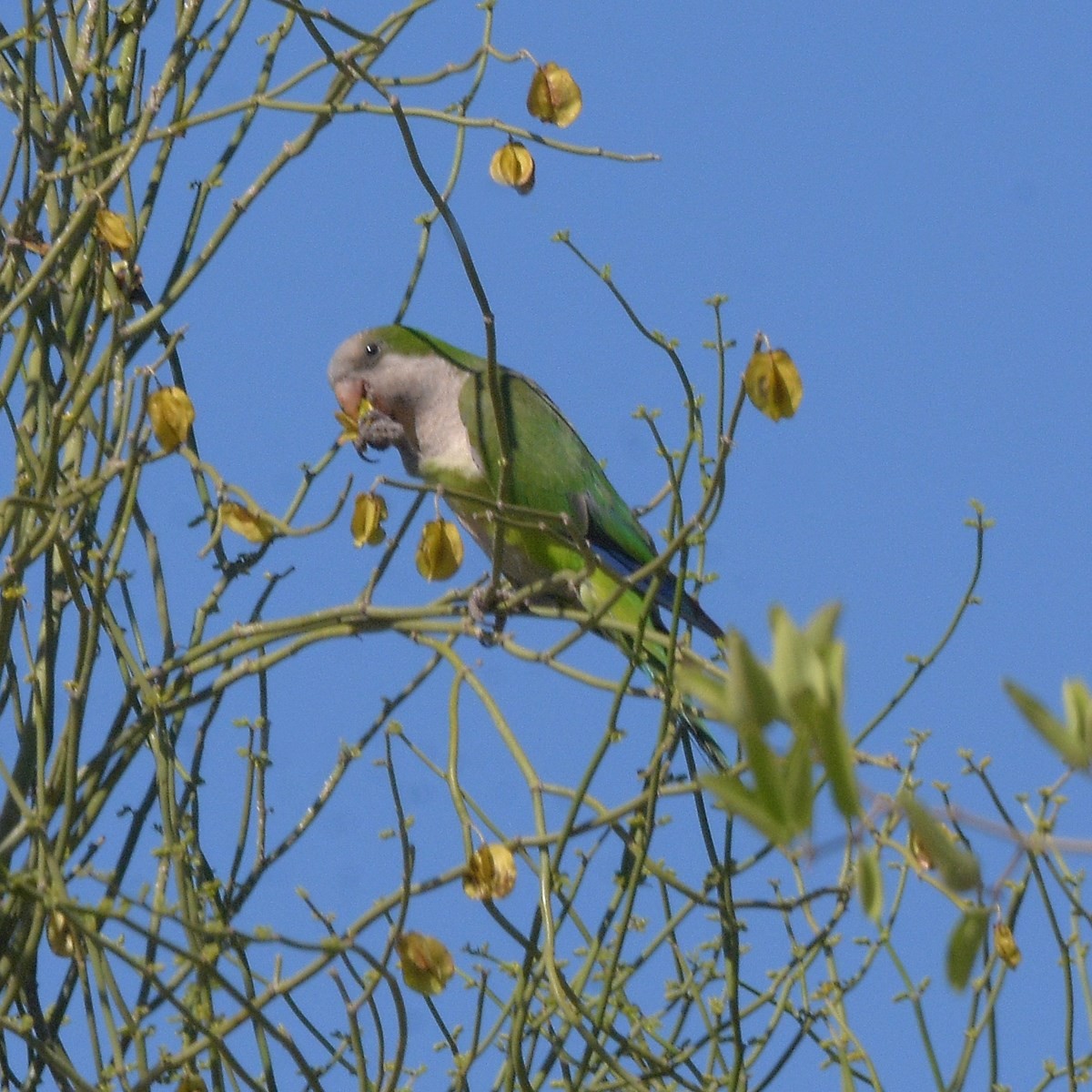 和尚鸚鵡 - ML645913688