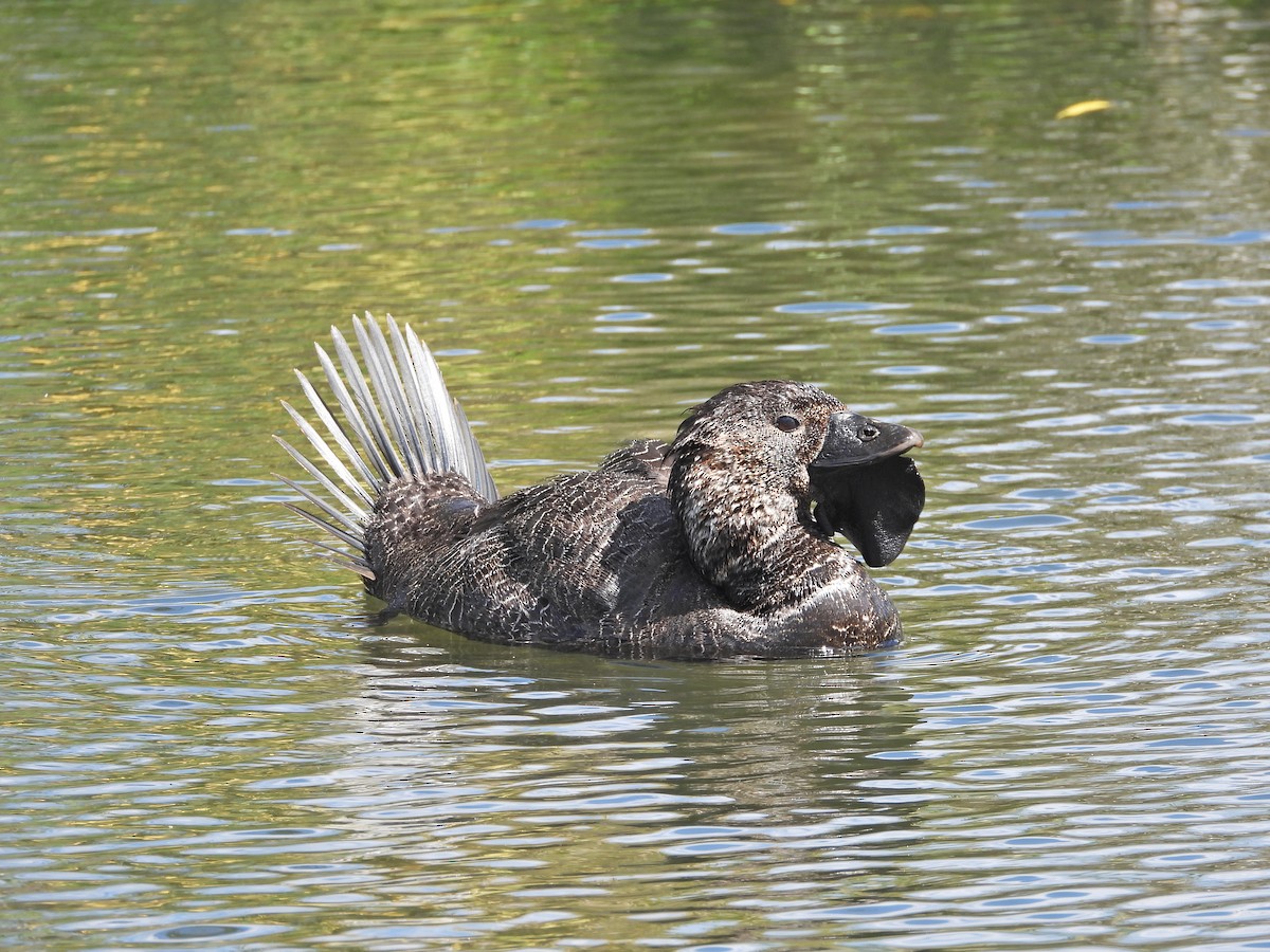 Musk Duck - ML645913691