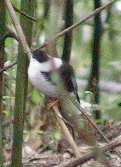 White-bearded Manakin - ML645913692