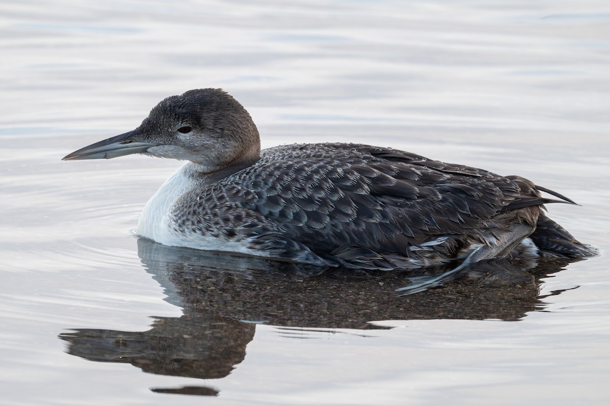 Common Loon - ML645913693
