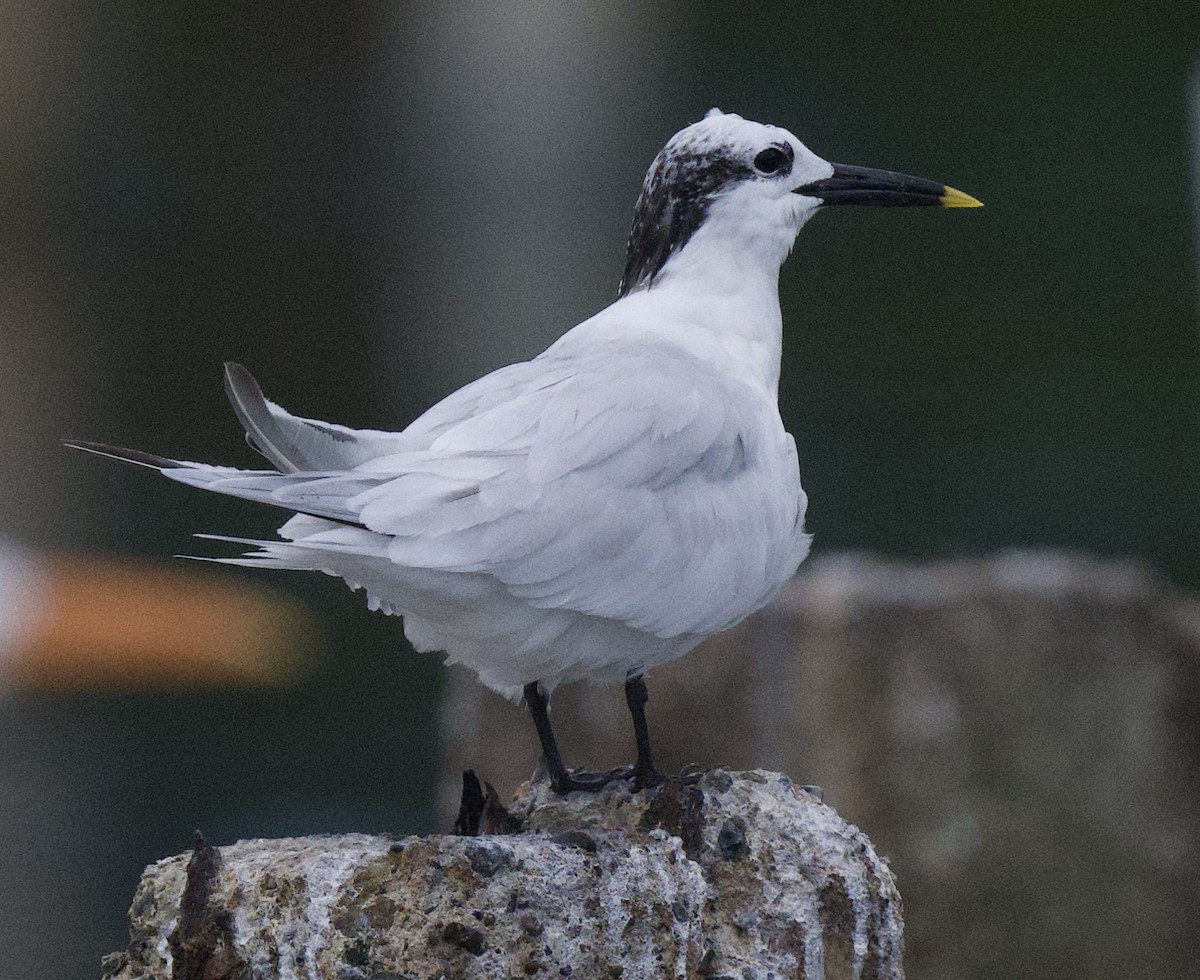 白嘴端燕鷗 - ML645913694