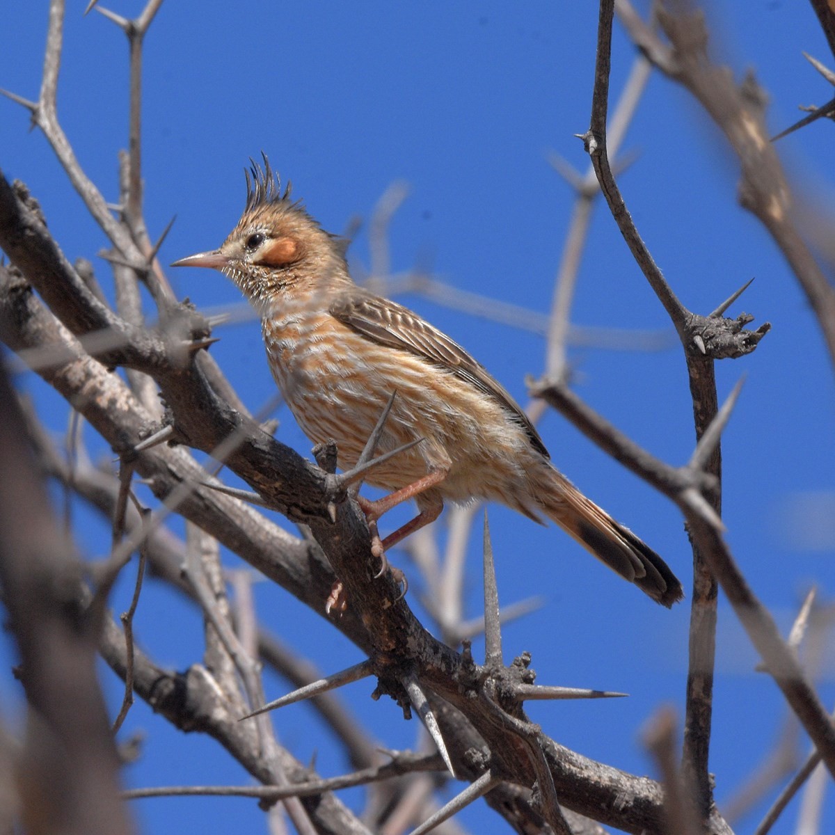 Lark-like Brushrunner - ML645913696