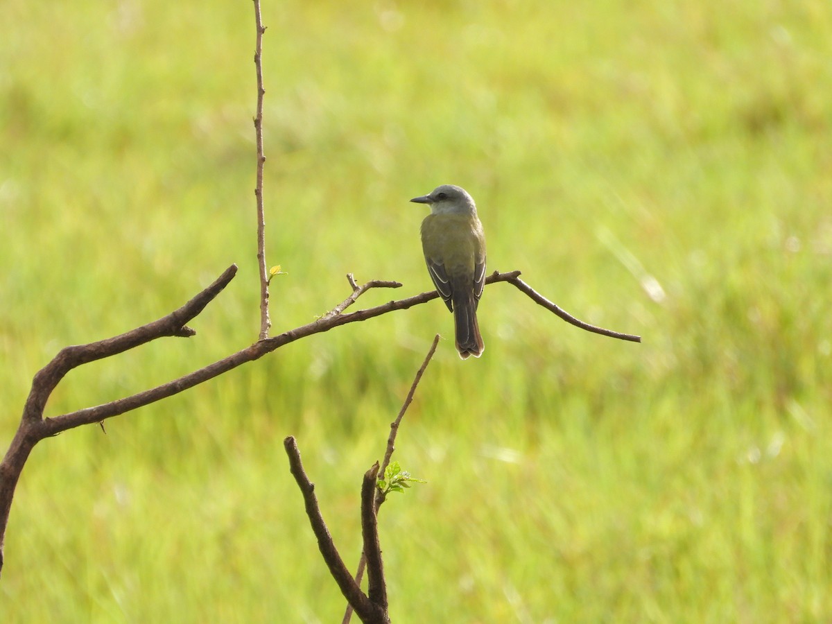 Tropical Mockingbird - ML645913697