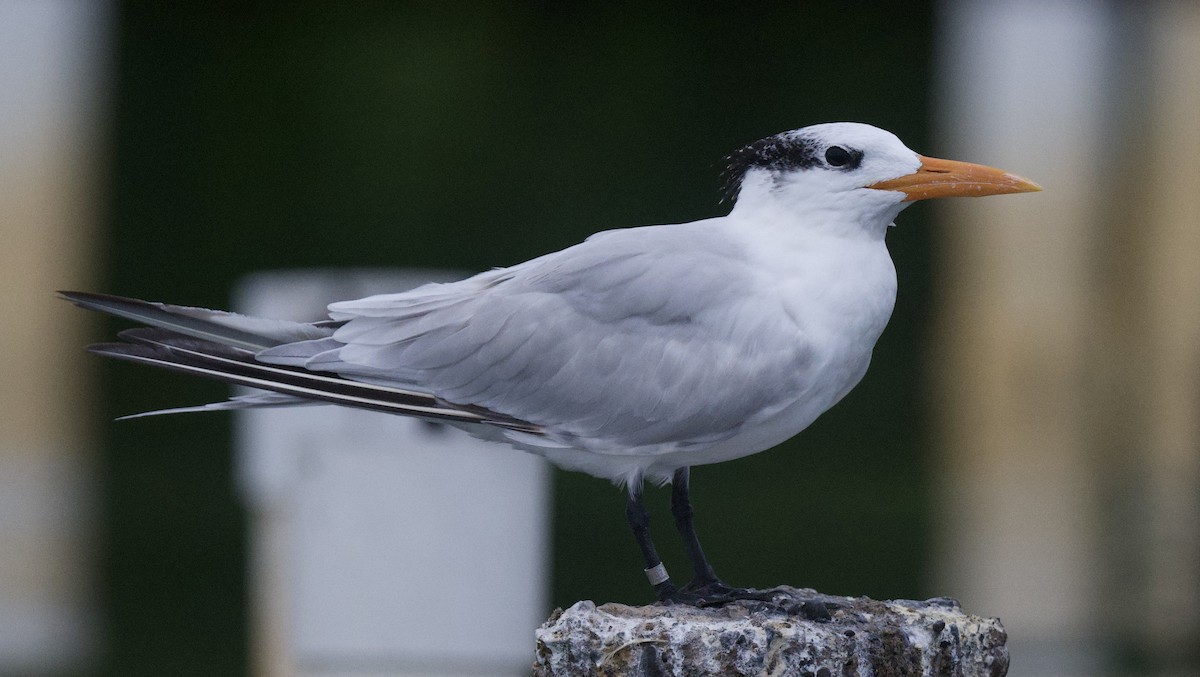Royal Tern - ML645913698