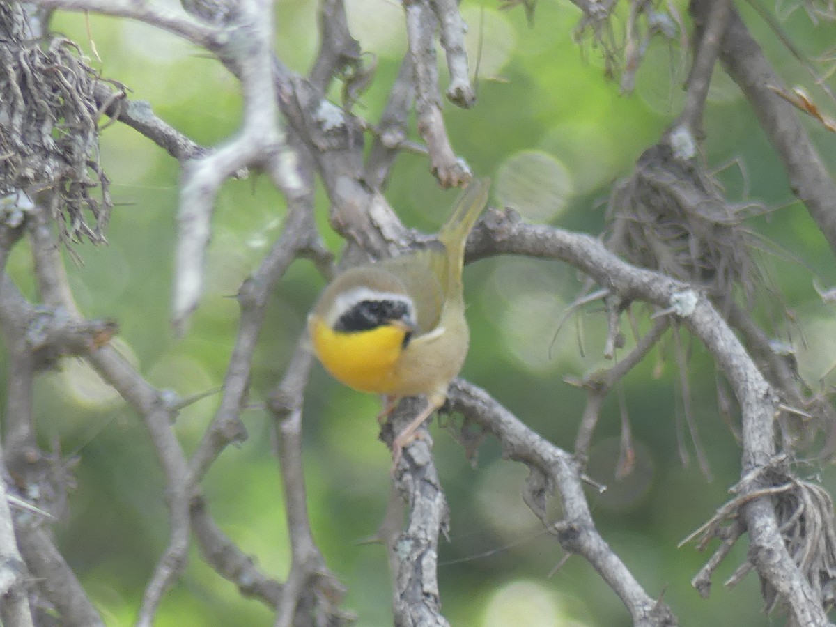 Common Yellowthroat - ML645913703
