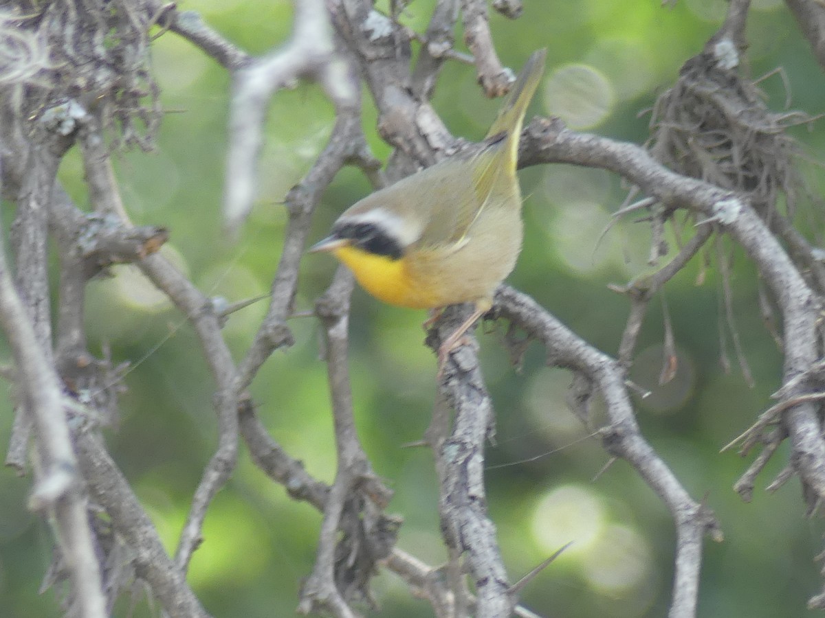 Common Yellowthroat - ML645913704