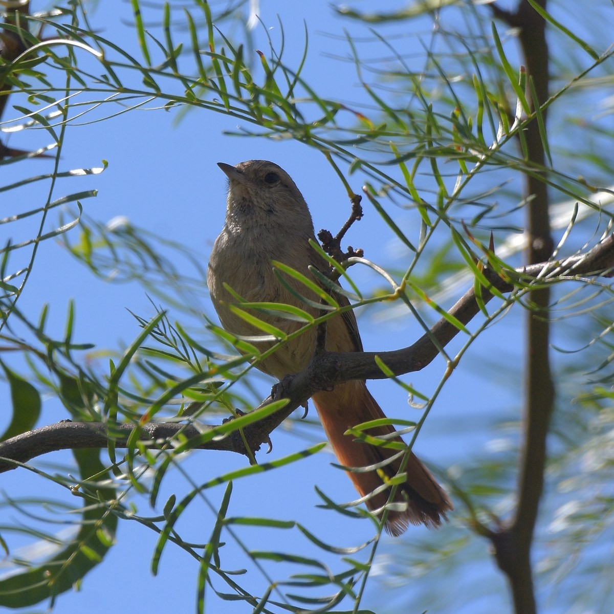 Short-billed Canastero - ML645913708