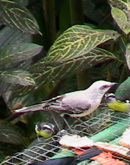 Tropikal Taklitçi - ML645913715