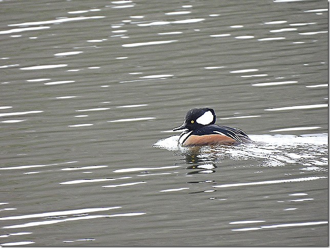 מרגון מקושט - ML645913718
