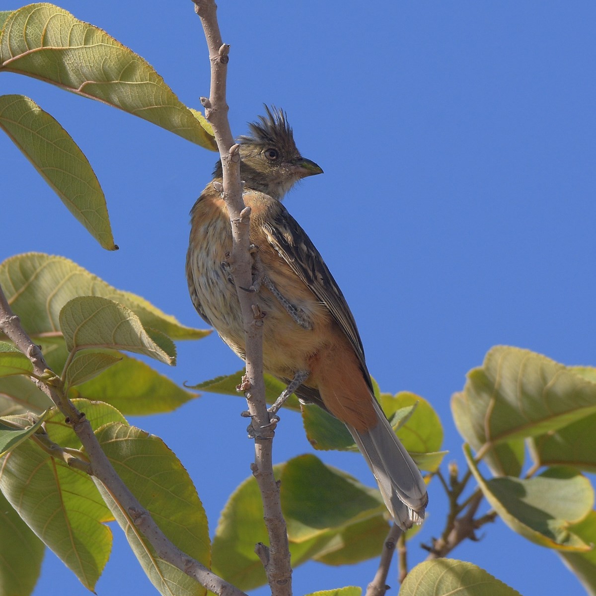 White-tipped Plantcutter - ML645913719