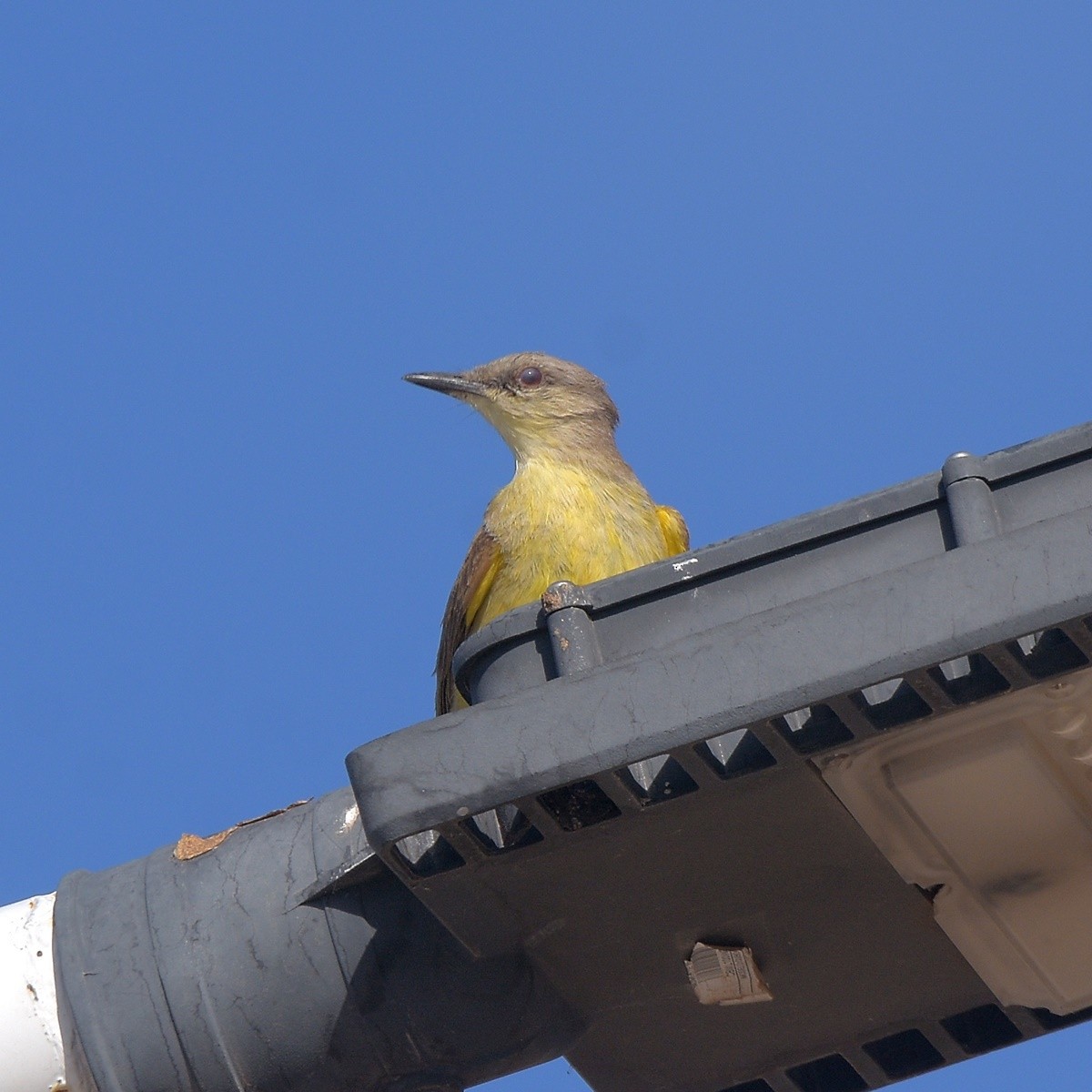 Cattle Tyrant - ML645913727