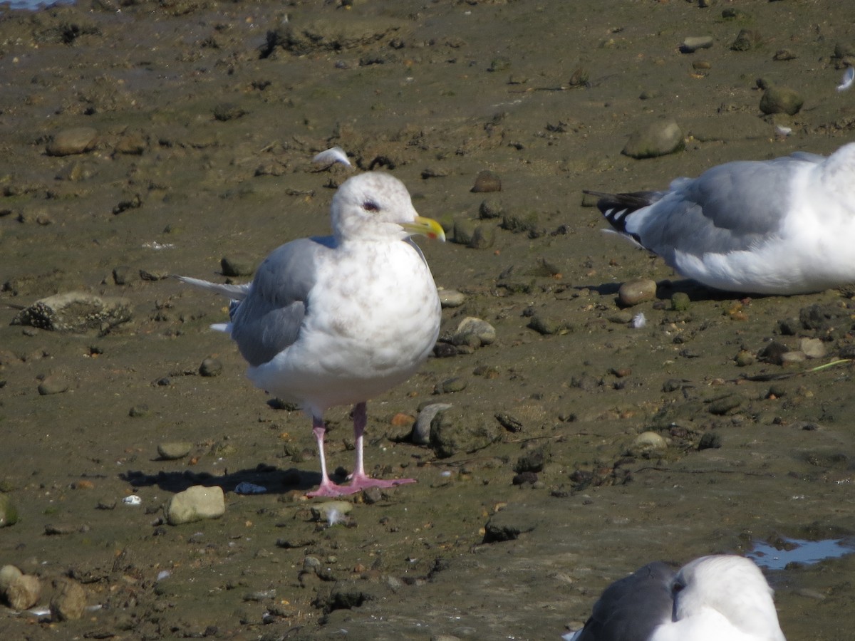 Polarmöwe (Thayermöwe) - ML645913730