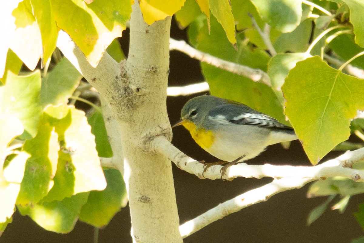 Northern Parula - ML645913732