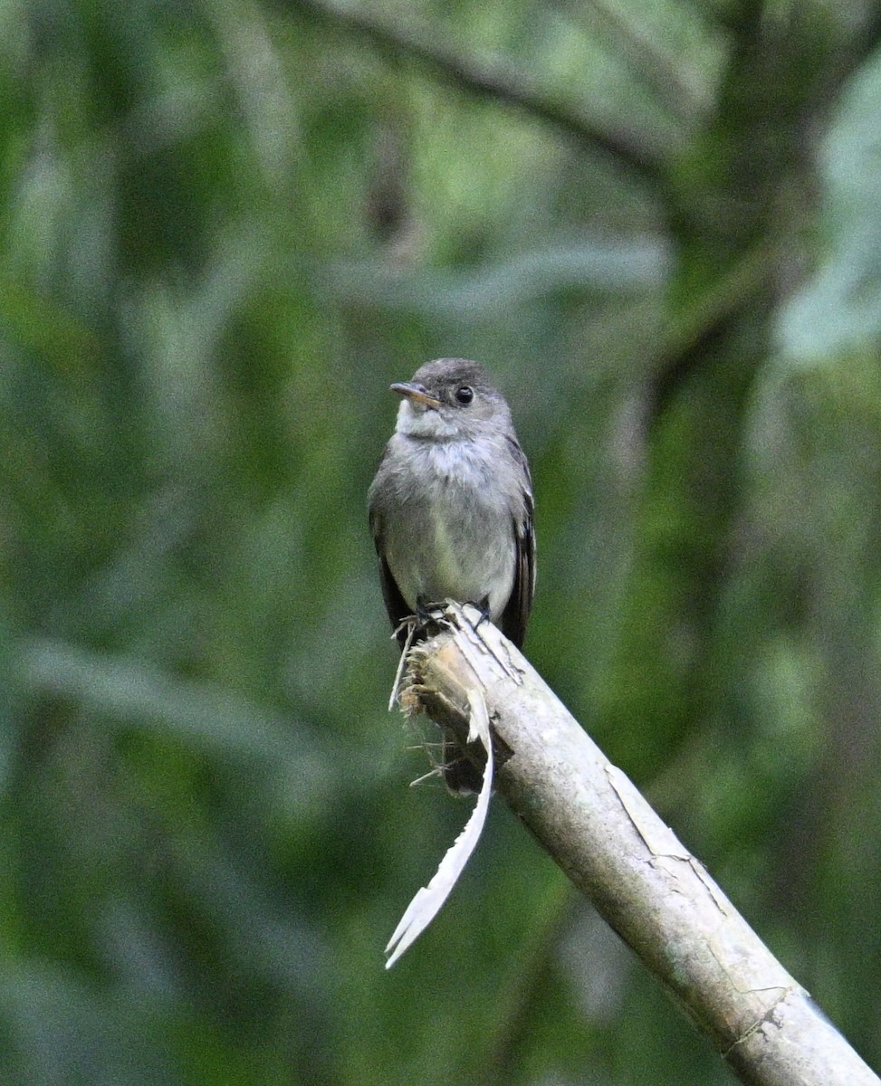 Blasskehl-Schnäppertyrann - ML645913734