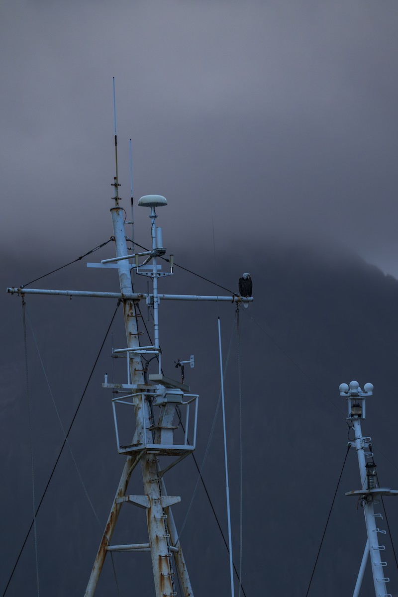 Bald Eagle - ML645913735