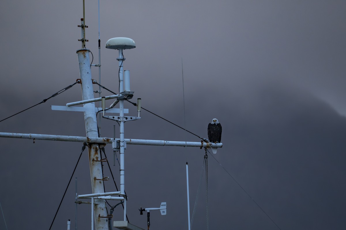 Bald Eagle - ML645913736