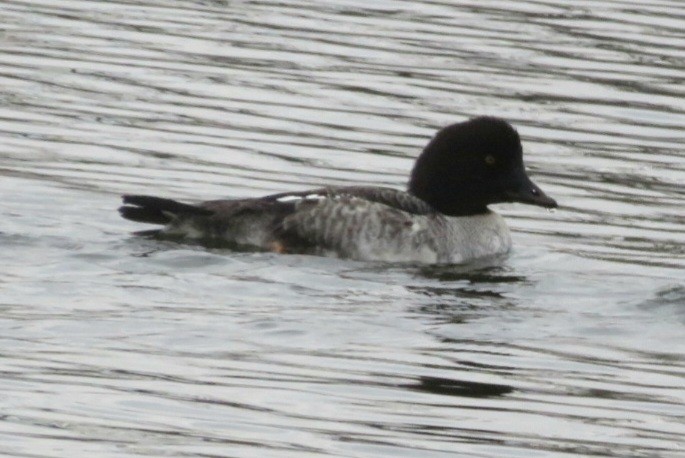 Common Goldeneye - ML645913740