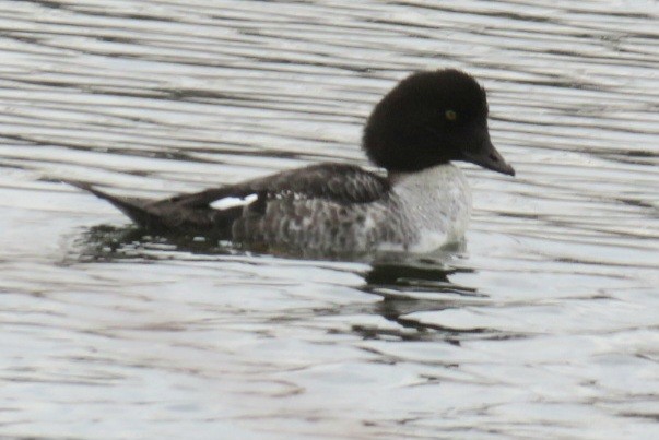 Common Goldeneye - ML645913741