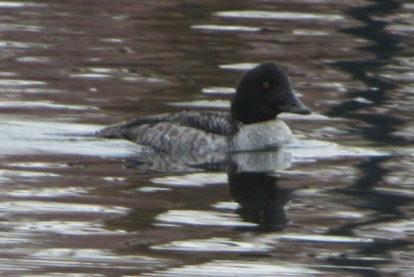 Common Goldeneye - ML645913742