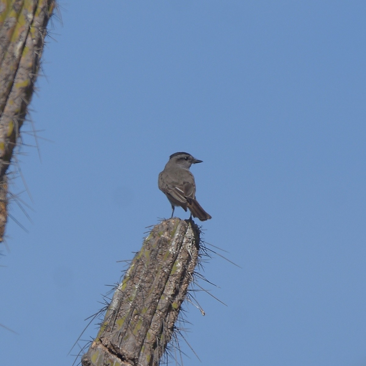 Crowned Slaty Flycatcher - ML645913743
