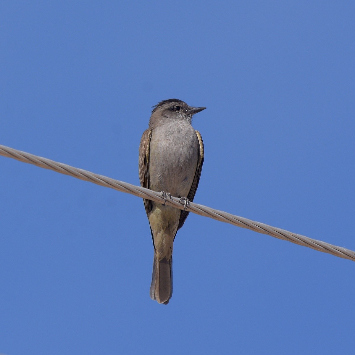 Crowned Slaty Flycatcher - ML645913744
