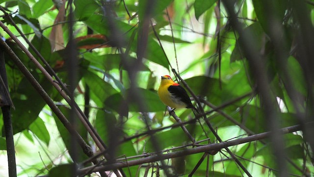 Манакін ниткохвостий - ML645913745