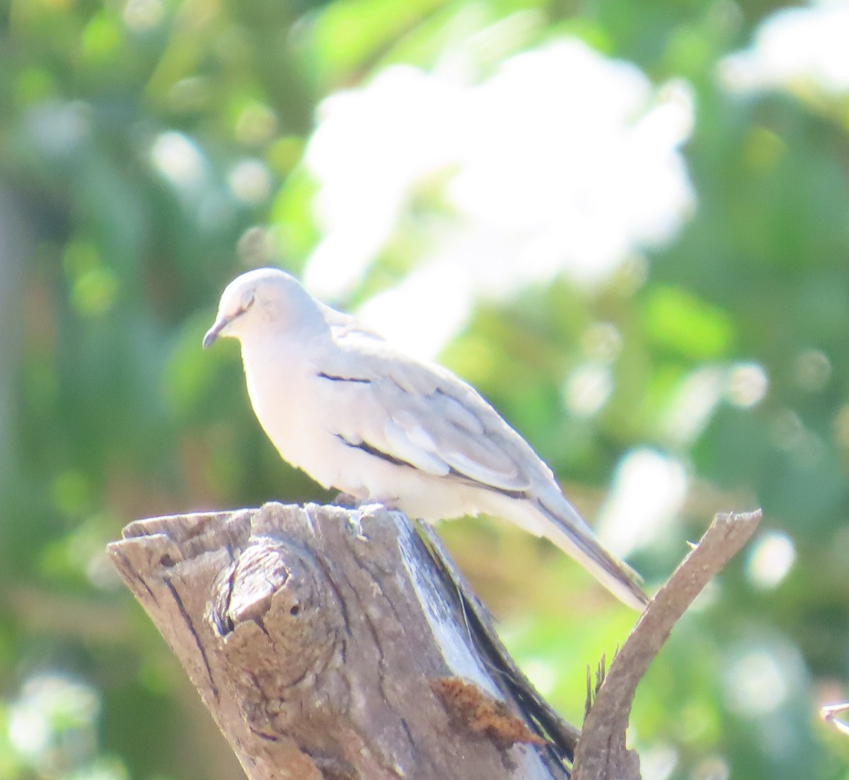 Picui Ground Dove - ML645913748