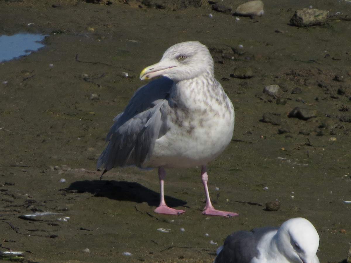 Kanadamöwe - ML645913749