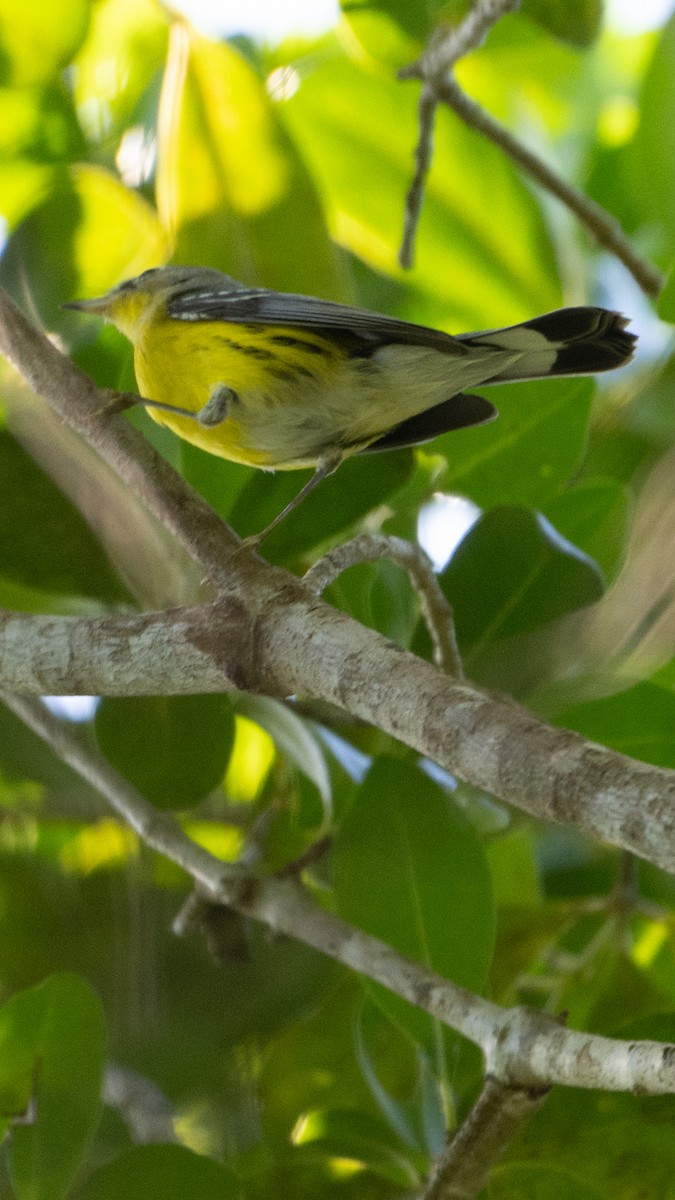 Magnolia Warbler - ML645913750