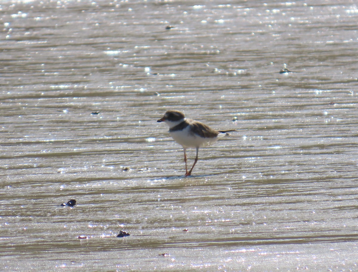 Semipalmated Plover - ML645913751