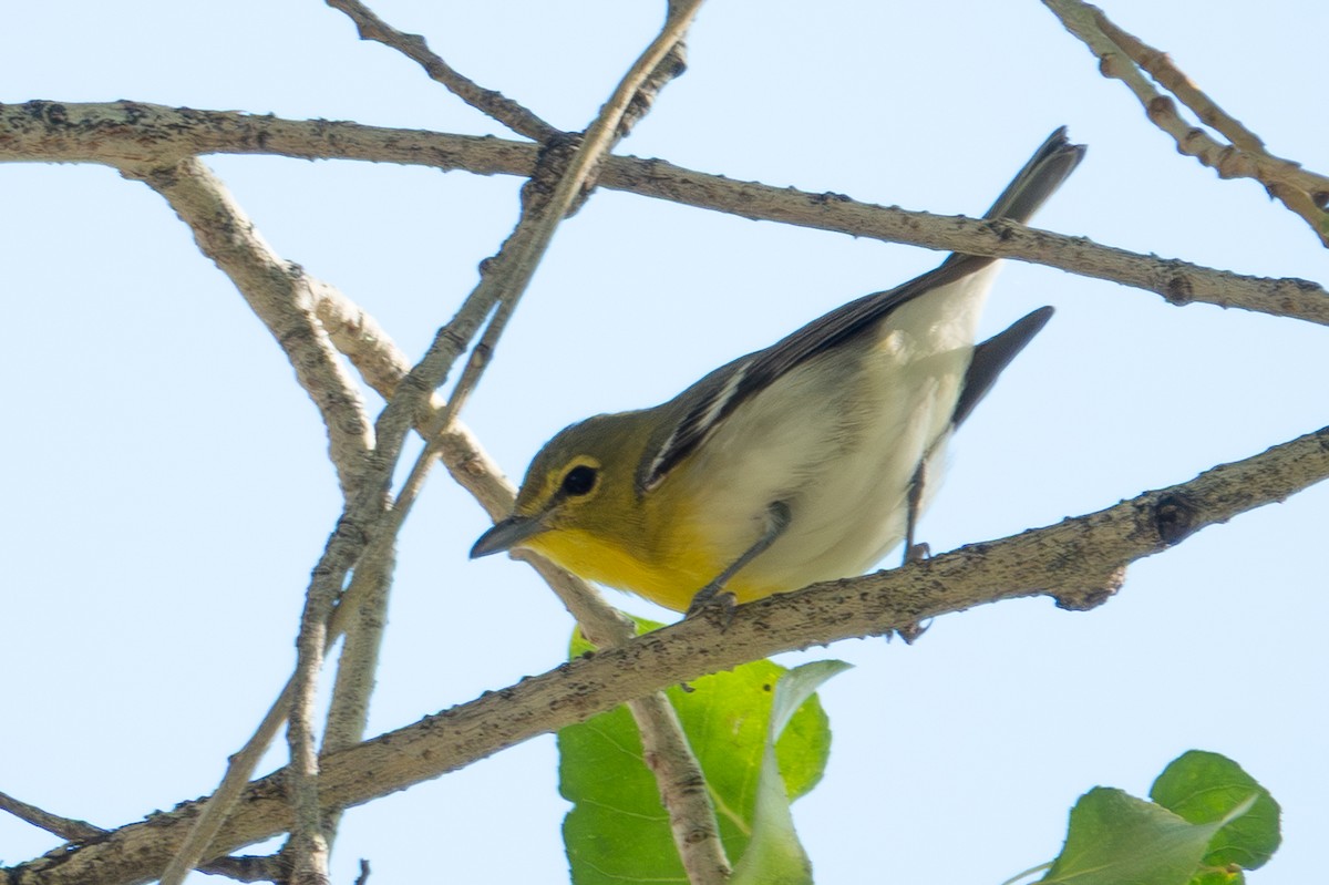 Yellow-throated Vireo - ML645913755