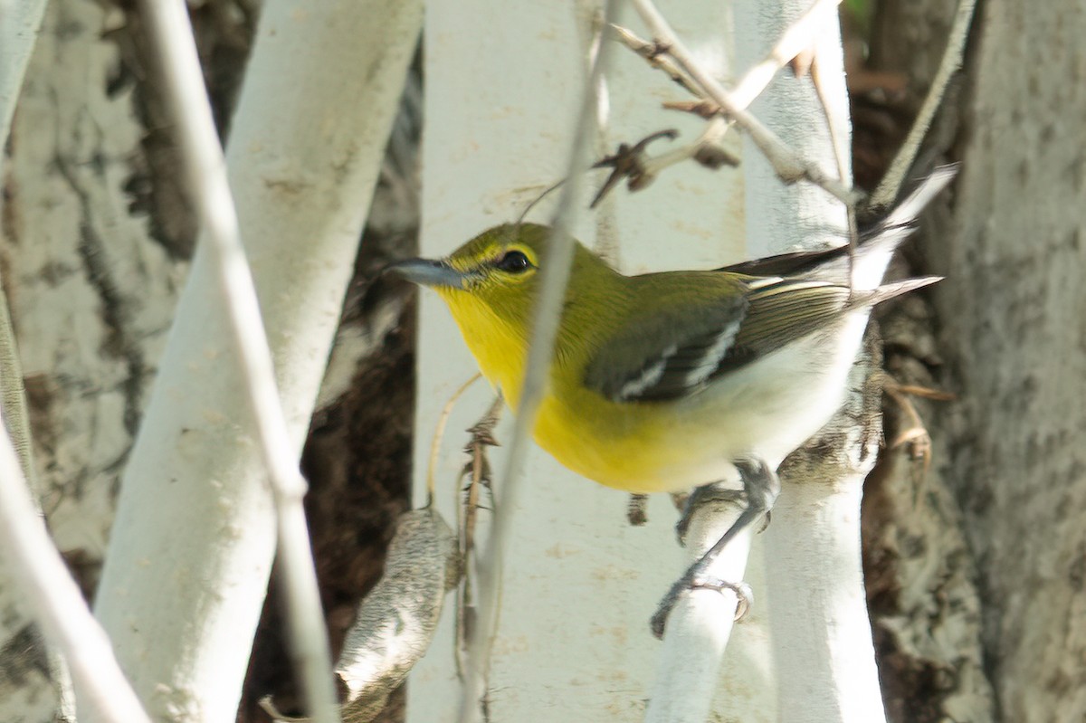 Yellow-throated Vireo - ML645913756