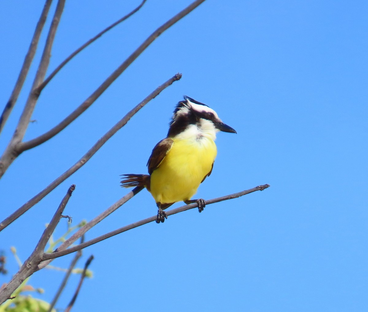 Great Kiskadee - ML645913757