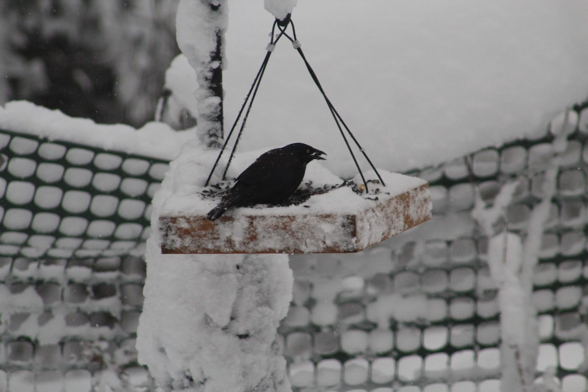 Common Grackle - ML645913760
