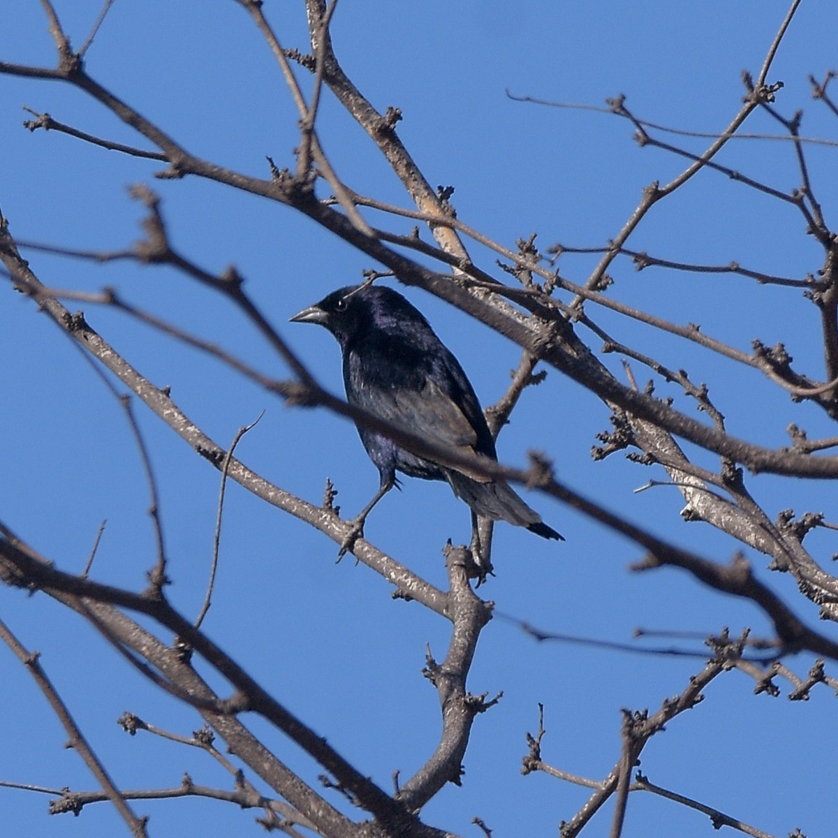 Shiny Cowbird - ML645913764