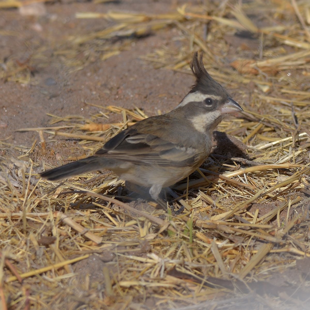 Black-crested Finch - ML645913769